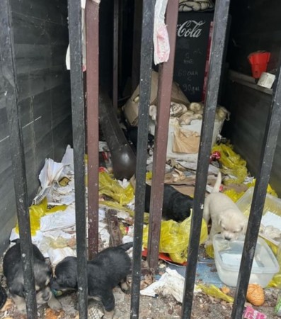 Pet štenaca napušteno u Valjevu: Majka ih dovela u ovu ulicu, prolaznici im udele nešto od hrane