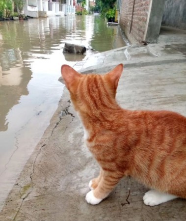 Objavljen zastrašujući snimak poplave u Dubaiju: Mačka se bori za život držeći se za vrata automobila