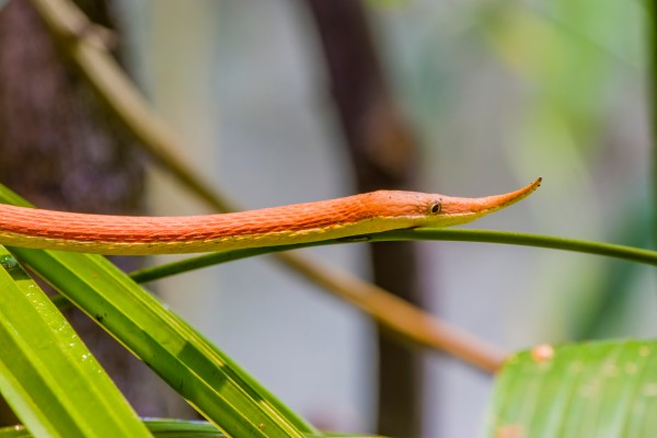 Nju od milošte zovu Pinokio: Madagaskarska zmija lisnatog nosa, najbizarniji reptil na svetu