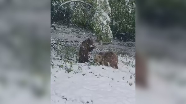 Uživaju u snegu i prave ludorije: Ovako se medvedice Maša i Ljubica sa Ozrena raduju zimskim čarolijama