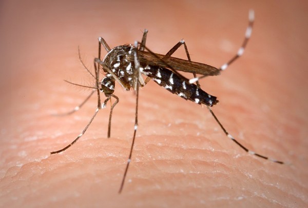 Prvo prskanje protiv komaraca u Nišu najavljeno za 22. i 23. april